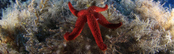 Mediterranean Red Star Fish