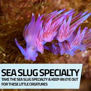 Mediterranean Sea Slug Specialty